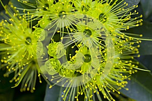 Xanthostemon chrysanthus Golden Penda flower