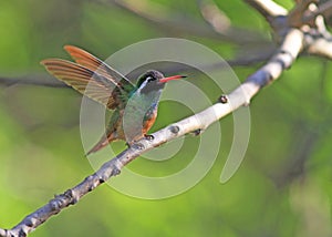Xantus\'s hummingbird, Basilinna xantusii
