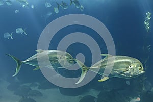 Xareu fish swimming