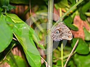 Xcaret Park-Riviera Maya-Mexico-butterfly 230