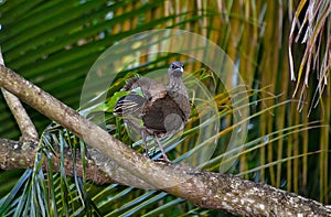 Xcaret Park- Riviera Maya -Mexico- exotic birds 233
