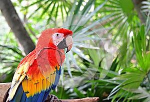 Xcaret Park- Riviera Maya -Mexico- exotic birds -parrot.187