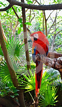 Xcaret Park- Riviera Maya -Mexico- exotic birds -parrot.190