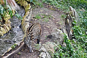Xcaret Park- Riviera Maya -Mexico-The leopard  87