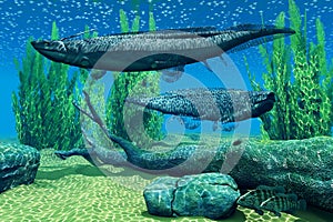 Xenacanthus Devonian Fish photo