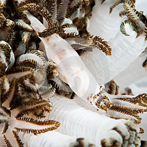 xenia shrimp in soft coral