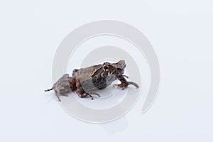 Xenophrys parva Boulenger, 1893 : frog on white background. Am