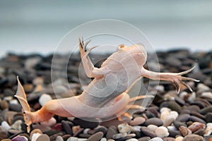 Xenopus laevis (African clawed frog)