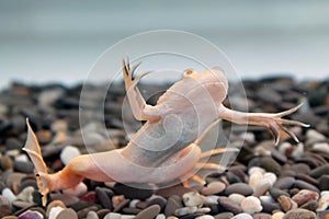 Xenopus laevis (African clawed frog) photo