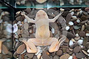 Xenopus laevis (African clawed frog) photo