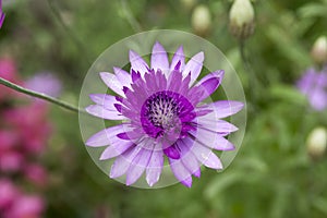   annuale eterno paglia fiori al momento della fioritura 