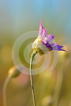 Xeranthemum annuum flower