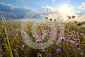 Xeranthemum annuum flowers on field