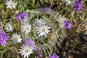 Bianco un viola paglia fiori al momento della fioritura gruppo da fioritura impianti giardino 