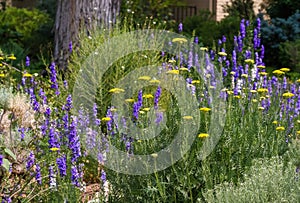 A Xeriscape garden with Golden Yarrow and Purple Larkspur plants