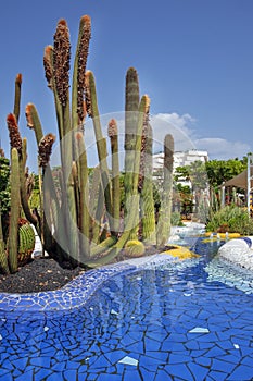 Xeriscape garden with the very unusual large cacti species in Tenerife, Canary Islands, Spain