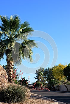 Xeriscaped Street Corner with Red Yucca, Palm and Palo Verde photo