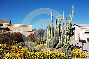 Totem Pole cacti in xeriscaped front yard photo