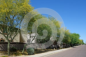 Xeriscaped Residential City Streets in Phoenix, AZ photo