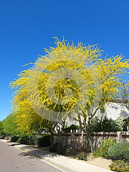 Xeriscaped Road Shoulder with blooming Palo Verde Tree