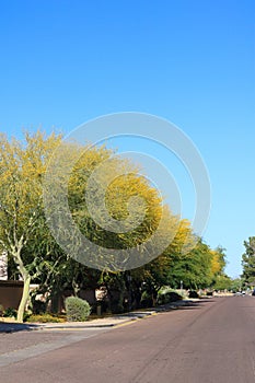 Xeriscaped Road Shoulder with blooming Palo Verde Tree
