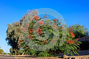 Xeriscaping Red Bird of Paradise (Caesalpinia pulcherrima), Phoenix, AZ photo