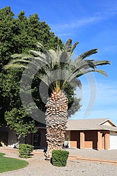 Xeriscaped Roadside decorated with King Palm in Phoenix, AZ photo