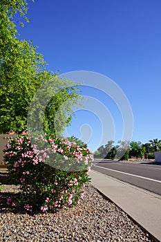 Xeriscaped Roadside with Pink Oleander Shrub in Spring photo