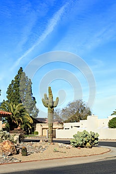 Xeriscaped street corner decorated with an old Saguaro cactus in Phoenix, AZ