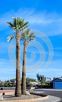 Xeriscaped Street Corner with King Palms in Phoenix, AZ photo