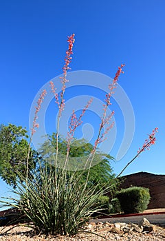 Xeriscaped Street Corner with Red Yucca in Phoeniz, AZ photo