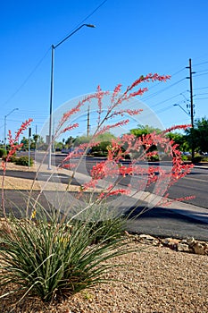 Xeriscaped Street Corner with Red Yucca in Phoeniz, AZ photo