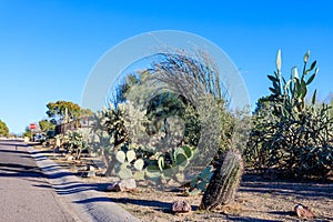 Xeriscaped Street Roadside with Thorny Cacti in Phoenix, AZ