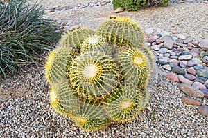 Xeriscaping with a cluster of Barrel Cacti photo