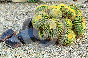 Xeriscaping with a cluster of Barrel Cacti photo