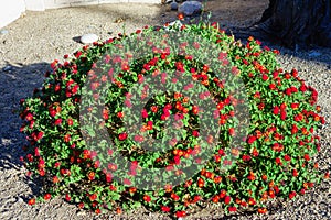 Xeriscaping with Common Red Lantana photo