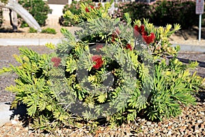 Xeriscaping with Dwarf Callistemon along Road Sides