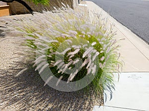 Xeriscaping Pennisetum Setaceum Grass (Fountain grass