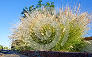 Xeriscaping Pennisetum Setaceum Grass (Fountain grass