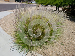 Xeriscaping Pennisetum Setaceum Grass (Fountain grass