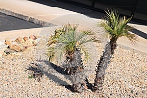 Xeriscaping with Pigmy Palms and Desert Gravel