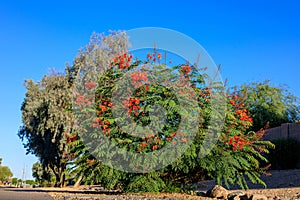 Xeriscaping Red Bird of Paradise (Caesalpinia pulcherrima), Phoenix, AZ