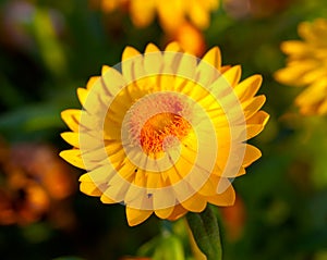 Xerochrysum bracteatum