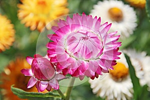 Xerochrysum bracteatum blossoming in garden. flower of strawflower in bloom