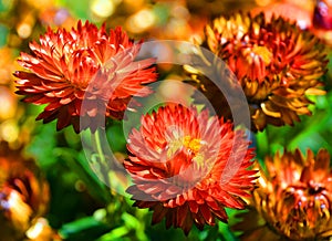 Xerochrysum bracteatum, commonly known as the golden everlasting