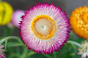 Xerochrysum bracteatum Everlasting Flower