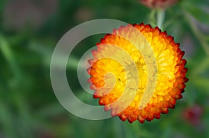 Xerochrysum bracteatum Everlasting Flower