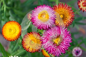 Xerochrysum bracteatum Everlasting Flowers
