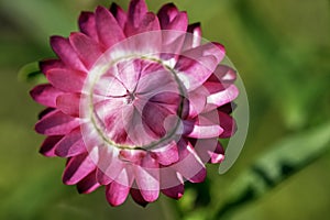 Xerochrysum bracteatum known as the golden everlasting or strawflower