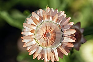 Xerochrysum bracteatum known as the golden everlasting or strawflower